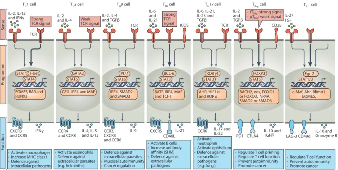 Figure 8 - Principaux sous-types de Lymphocytes T CD4 et leurs fonctions associées. Ce schéma  représente  les  principales  sous-populations  de  LT  CD4  effecteurs  et  régulateurs,  avec  en  rouge  les  signaux  nécessaires  à  la  polarisation  de  c