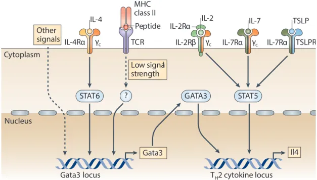 Figure 10 - Développement des LT CD4 en Th2.  Les LT CD4 se différencient en Th2 en présence  d’IL-4, qui via la voie STAT6, va permettre l’expression de GATA3