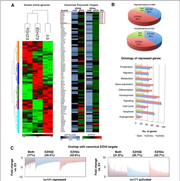 Figure 5 PRC2/EZH2β governs a unique repressive program compared to conventional PRC2/EZH2α