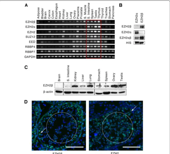 Figure 2 EZH2β is expressed in a variety of adult human tissues. (A) Analysis of EZH2β, EZH2α, as well as associated complex co-factors SUZ12, EED, RBBP4 and RBBP7 transcripts in 22 human tissues