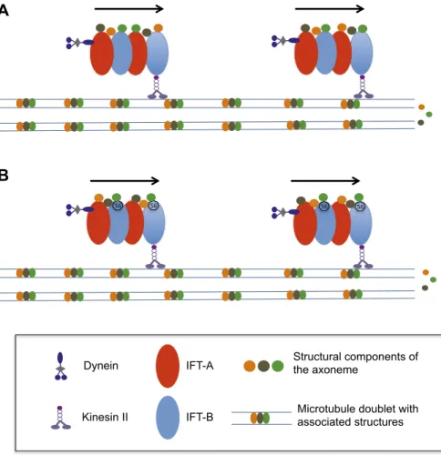 Figure 1. How does the axoneme at the core of a  flagellum grow? (A) The precursor proteins that will  become part of the axoneme are loaded onto the   IFT trains