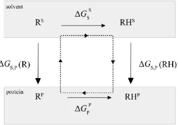 Figure 1. Thermodynamic cycle for proton binding. RH and R represent protonated and deprotonated 2 