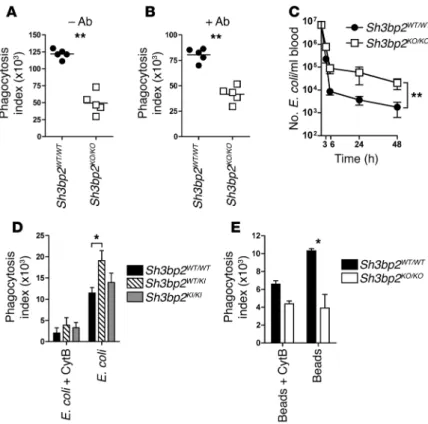 Figure 2. Macrophages from 3BP2-deficient and cherubic mice display impaired phago- phago-cytosis