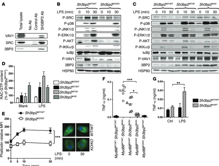 Figure 3. TLR4 signaling is impaired in macrophages from 3BP2-deficient and cherubic mice