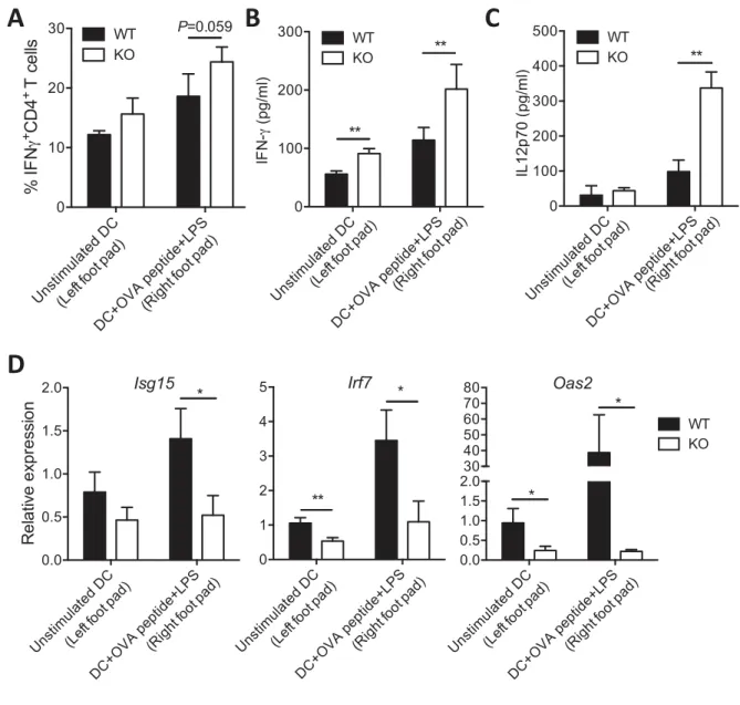 Fig. 5 In vivo function of DCIR in Th1 immunity. OT-II T-cell receptor transgenic T cells were 
