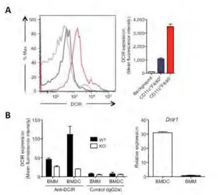 Fig. S2 DCIR (Dcir1/Clec4a2) expression in mouse macrophages and DCs, and phenotypic  characterization of DCIR-KO and WT DCs