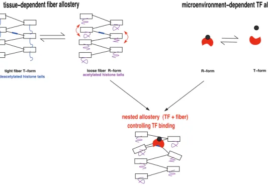 Figure 3. Nested allosteric mechanisms in eukaryote transcriptional regulation. (Top left) Histone acetylation, here H4K16ac triggers an allosteric transition of the fiber from a tight and mechanically constrained form to a loose form, namely from a T-form