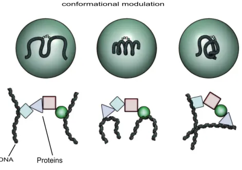 Figure 4. Chromatin conformation controls complex assembly.