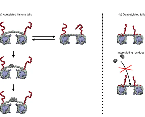 Figure 1. Epigenetically controlled DNA allostery in a chromatin fiber. H3-histone tail acetylation controls the strength of linker DNA binding onto the nucleosomes, sketched as grey disks, whose orientation is fixed by their embedding in the condensed 30-
