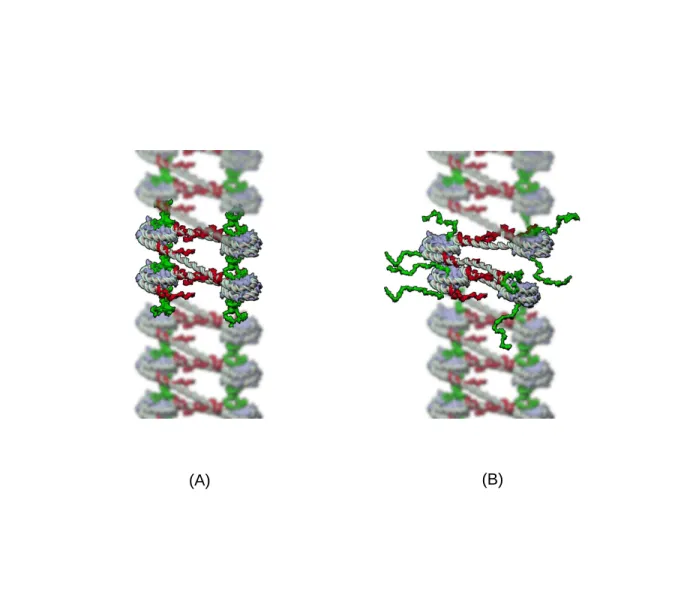 Figure 2. Effect of H4 histone tail acetylation on the chromatin fiber structure. (A) Deacetylated H4-tails (in green) protrude normally to the nucleosome core particle and ensure nucleosome stacking through tail-bridging interactions between their positiv