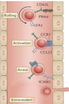 Figure  I-16.  Entrée  des  lymphocytes T naïfs  dans  le  ganglion  lymphatique.  À  l’approche  des  organes  lymphoïdes  secondaires,  les  lymphocytes T naïfs  qui  expriment  le  ligand CD62L  sont  captés  par  l’endothélium  qui  exprime  le  CD62