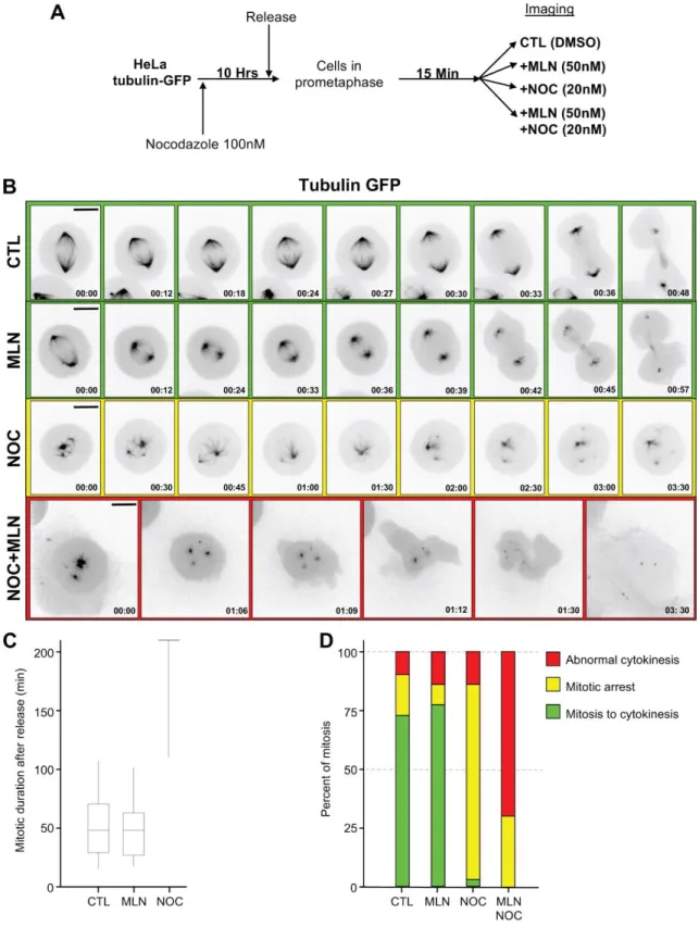 Figure 2: Aurora A inhibition during mitosis causes SAC override. (A) Methods used for  cell  synchronisation,  Aurora  A  is  inhibited  in  late  prometaphase  using  Aurora  A  specific  inhibitor MLN8237