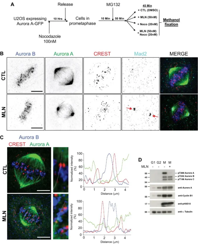 Figure 3: Aurora A inhibition does not affect Aurora B localisation. (A) Methods used for  cell  synchronisation,  Aurora  A  is  inhibited  in  late  prometaphase  using  Aurora  A  specific  inhibitor MLN8237