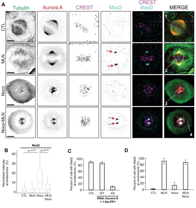 Figure  4:  Aurora  A  Inhibition  during  mitosis  causes  Mad2  mis-localisation  (A)  Immunostaining  of  U2OS  stable  cell  line  expressing  Aurora  A-GFP  under  endogenous  promotor