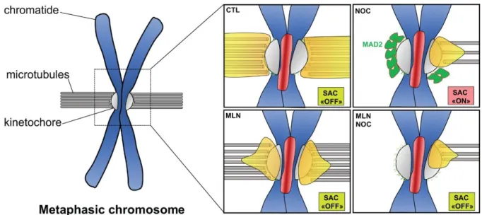 Figure 6: Schematic representation of Aurora A and Mad2 localization at mitotic  chromosome