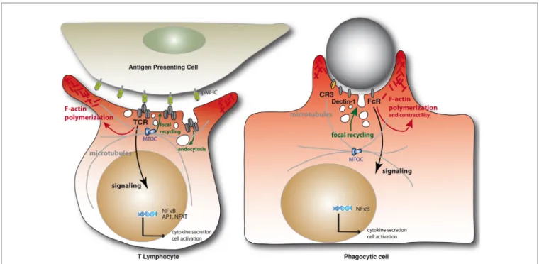 FiGURe 1 | Schematic representation of the immunological synapse and the phagocytic cup formation