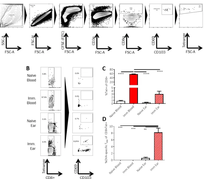 Figure S2: T RM   characterization in the blood and skin compartments in OVA-immunized  mouse model