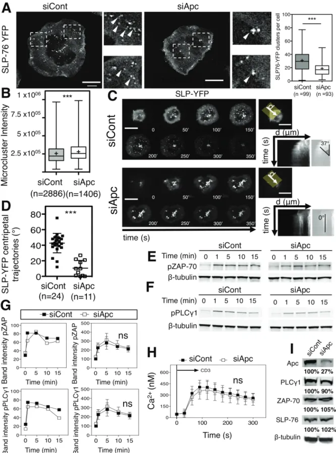 Figure S1 (linked to Figure 1): Effect of APC silencing in early T cell activation events