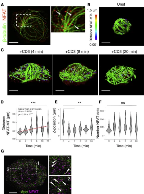 Figure 3. NFATC2 and Microtubule Locali- Locali-zation