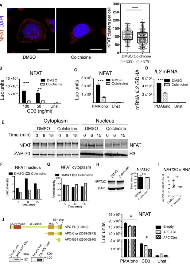 Figure 4. NFAT-Dependent T Cell Activation under Microtubule Disruption
