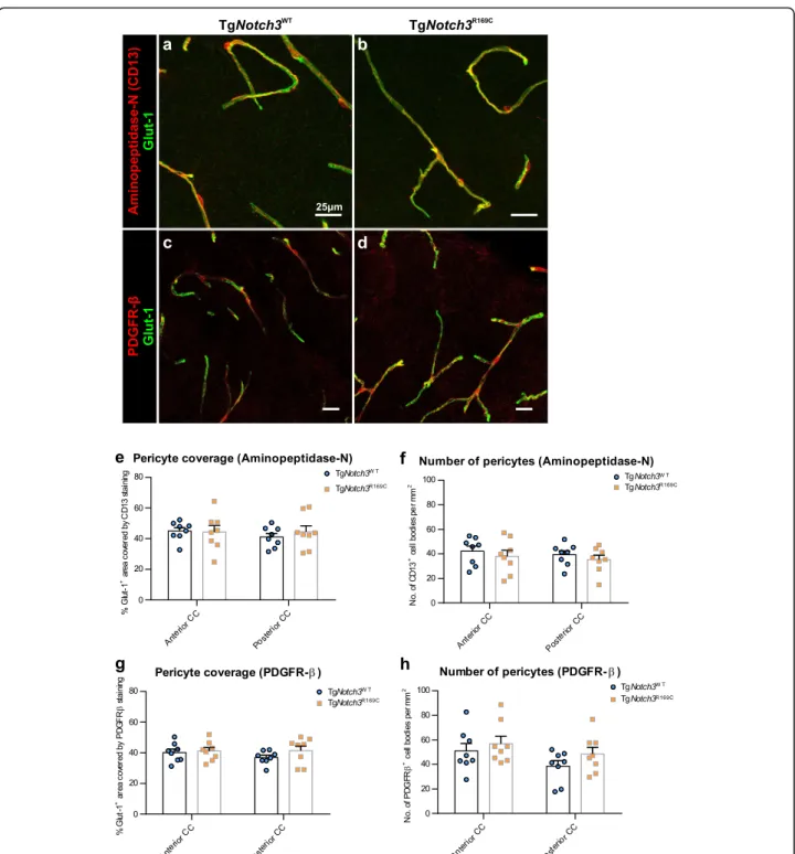 Fig. 5 Normal pericyte coverage and number in the white matter of CADASIL mice. Immunofluorescent images showing capillaries (glut-1; green) and pericytes (a-b: aminopeptidase-N; c-d: PDGFR- β ; red) in the anterior corpus callosum (CC) of Tg Notch3 WT (a,