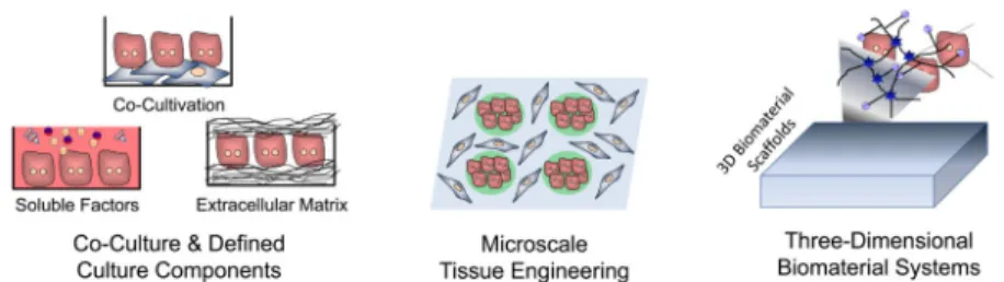 Figure 5. In vitro culture systems for hepatocytes
