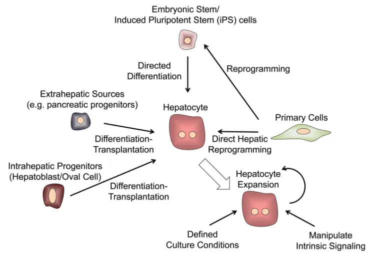 Figure 6. Sources of Hepatocytes