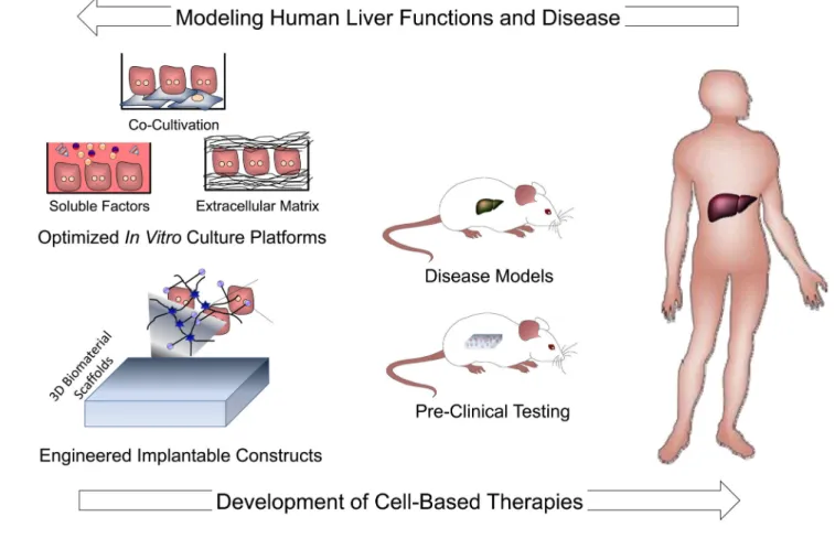 Figure 7. Liver cell and tissue engineering