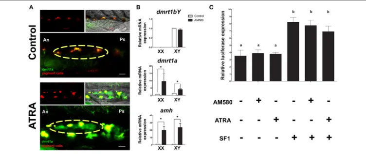 FIGURE 1 | Regulation of sexual development genes after RA pathway activation. (A) Long-term treatments of BACdmrt1a::GFP medaka embryos led to gonad (yellow circle) specific induction of dmrt1a at 1 dah