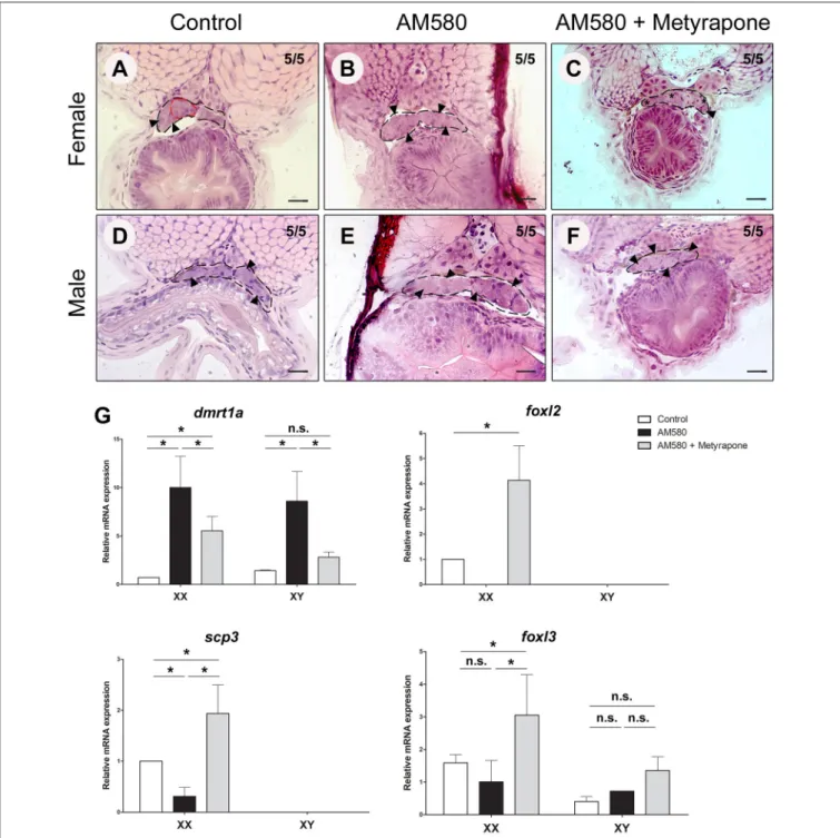 FIGURE 3 | Exogenous treatment of AM580 and Metyrapone in cyp26a1–/–embryos during the sex determination period