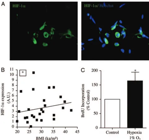 FIG. 6. Control of progenitor cell proliferation by low oxygen tension. A, Representative photomicrographs of immunohistochemical analyses of fixed and permeabilized human sc AT stained with HIF-1 ␣ antibody (green) and Hoescht 33258 (original magnificatio