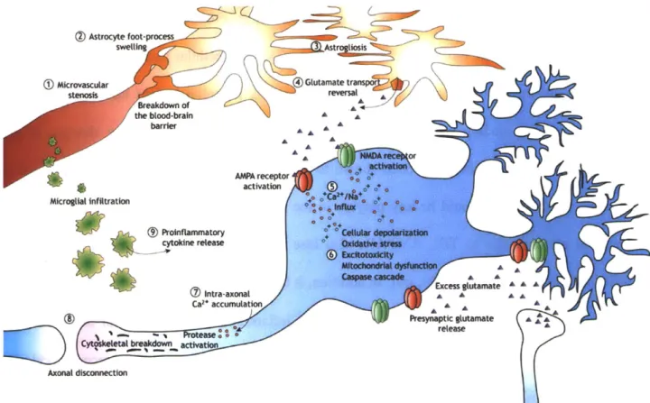 Figure  2-4:  Schematic  depicting  some  of the  key  pathways  associated  with  secondary  damage after  TBI,  involving neurons (blue),  astrocytes  (orange),  and microglia  (green)
