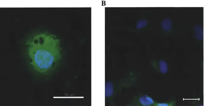 Figure  3-5:  Confocal  images  of astrocytes  cultured  for  1 day after passage  (A)  and  3 days  (B), highlighting  the  choice to test cells  after  1 day  when cells  remain  isolated  and measurements  on single  cells  are  possible;  nucleus  (Hoe