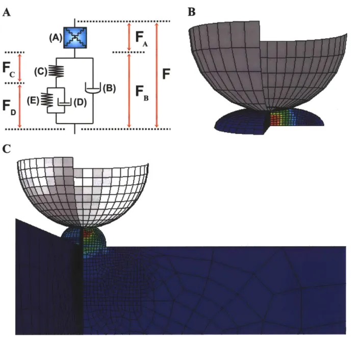 Figure  3-8:  (A)  Schematic  of  cell  material  model,  including  8  material  parameters