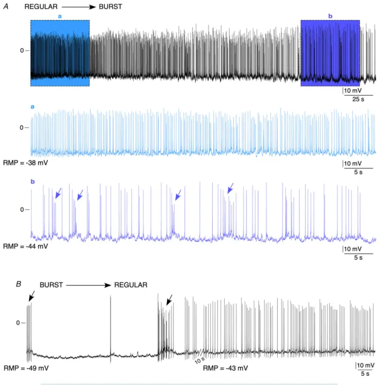 Figure 4. Dynamic switch between a regular and a bursting spiking pattern in a same CC