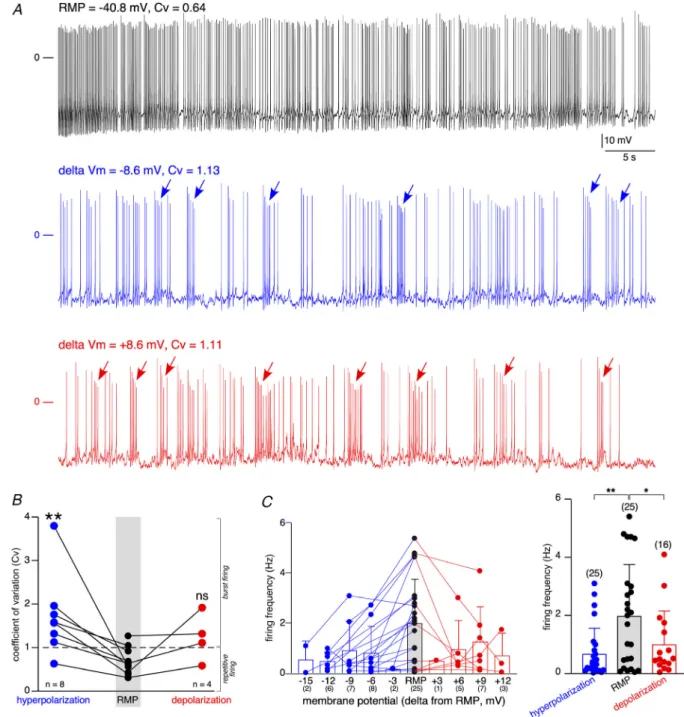 Figure 6. Membrane potential-driven spiking pattern