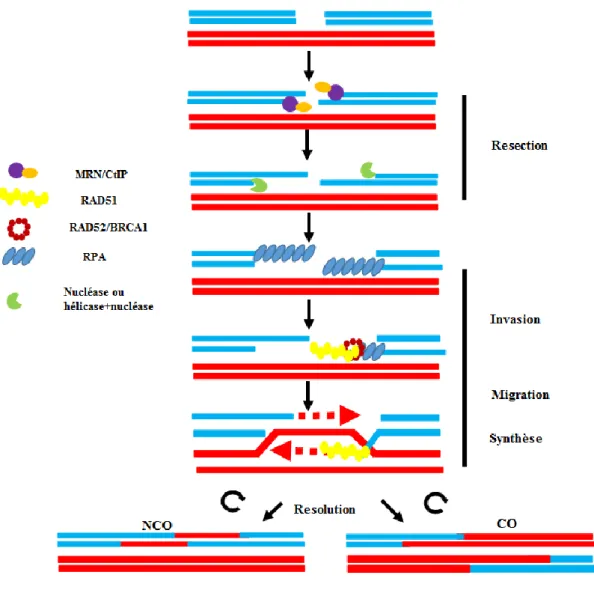 Figure 1 : Le mécanisme de réparation des cassures double brin de l’ADN par recombinaison homologue (RH)  (Tham et al., 2016)