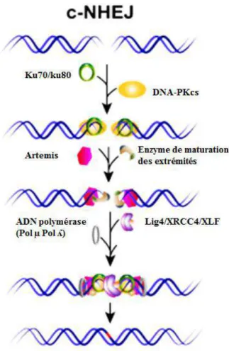 Figure 2 : Mécanisme de réparation des cassures double brin de l’ADN par NHEJ classique (Iliakis et al., 2015)