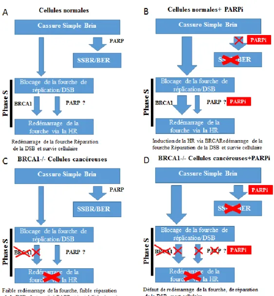Figure 4 : Modèle de la létalité synthétique générée par les inhibiteurs de PARP dans les cellules BRCA1  - / - 