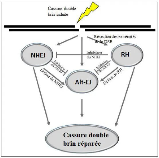Figure 5 : Modèle de l'organisation hiérarchique des voies de réparation des DSB, dans lequel le NHEJ-Alternatif  est fortement contrôlé  (Iliakis et al., 2015)