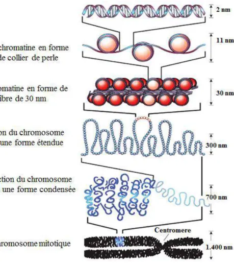 Figure 7 : Organisation de la structure de l'ADN dans la chromatine (Felsenfeld and Groudine, 2003)