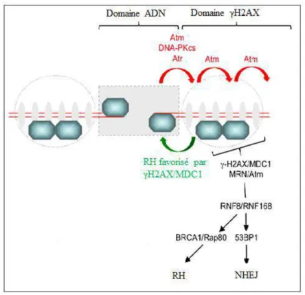 Figure 8 : réparation des cassures double brin (DSB) grâce au domaine γH2AX de la chromatine (Scully and Xie,  2013)