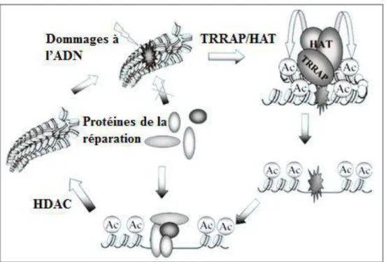 Figure 9 : modèle du rôle de TRRAP dans l’acétylation des histones et reconfiguration de la chromatine au cours  de  la  réparation  de  l'ADN  (Murr  et  al.,  2006)