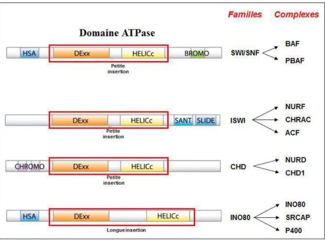 Figure 10 : Modèle représentatif des 4 grandes familles d’enzyme de remodelage ATP-dépendant  (Tang et al.,  2010)