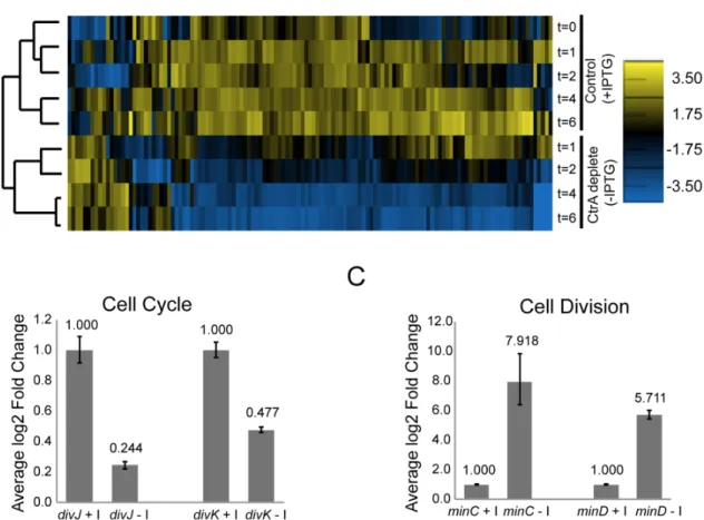 Fig 2. CtrA regulates the expression of at least 126 S . meliloti genes. A. Hierarchical clustered expression profiles for 126 genes in cells expressing ctrA (control; +IPTG) and in cells depleted of ctrA (-IPTG) at several time points (t = 0, 1, 2, 4 and 
