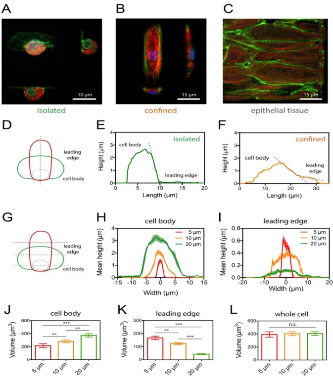 Figure 3- 2D confinement modulates the 3D cellular morphology. Orthogonal views  acquired by confocal microscopy of individual keratocytes migrating on (A) a homogeneous  FN-coated substrate and (B) a FN microstripe of 15 µm wide
