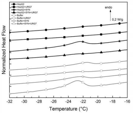 Figure 3. DSC curves of HepG2 cell lysates treated with URG7-peptide (HepG2+URG7),  Synuclein (HepG2+SYN), or URG7-peptide and Synuclein (HepG2+SYN+URG7) (black  line)