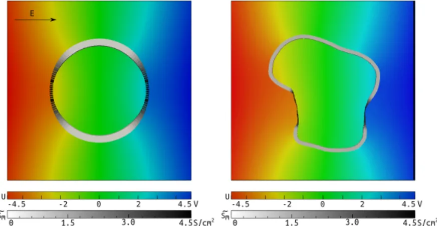 Figure 6: Solution to the dynamical problem with two different cell shapes at t = 100 µ s
