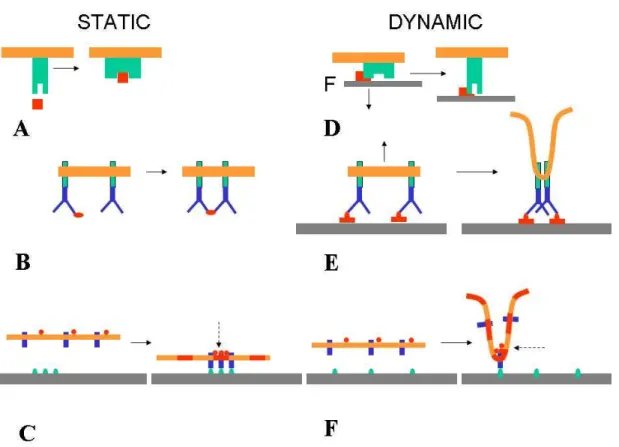 Figure  1.  Expected  influence  of  membrane  dynamics  on  signaling.  The  interaction    of  a  static  receptor- receptor-bearing  membrane  and  free  or  attached  ligands  may  generate  signaling  cascades  through  a  combination  of  at  least t