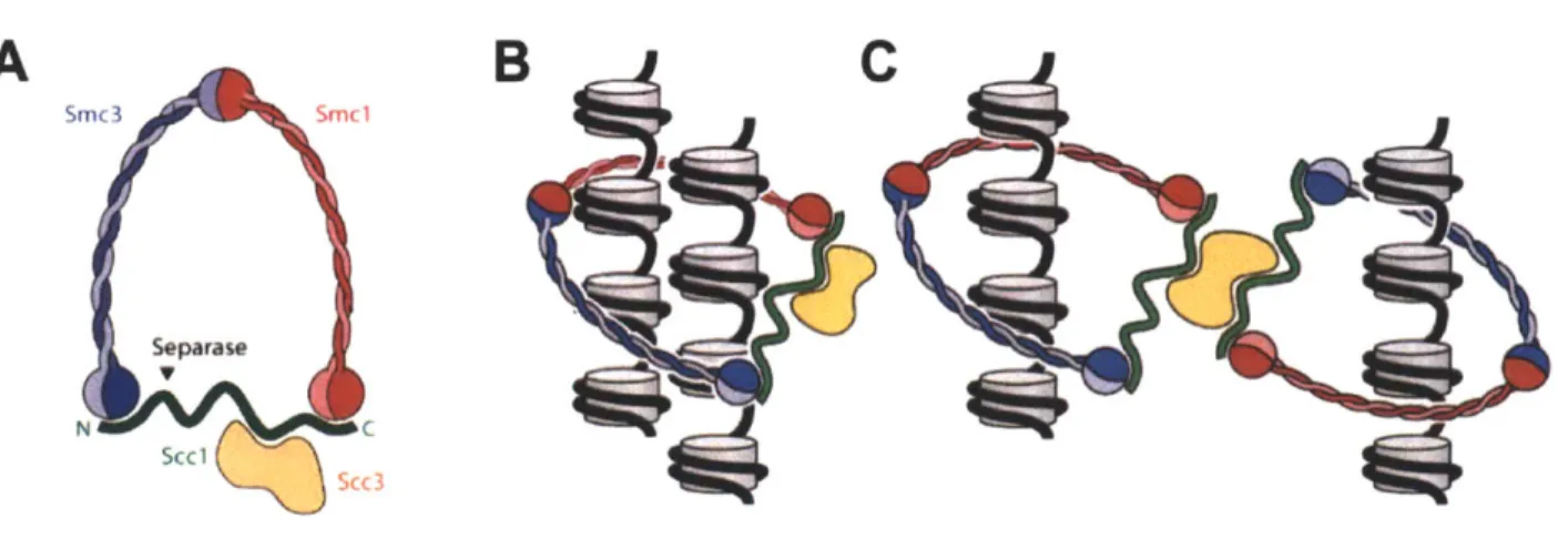 Figure  3. Structure of the cohesin complex.